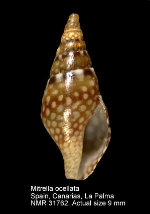 Mitrella ocellata.jpg - Mitrella ocellata(Gmelin,1791)